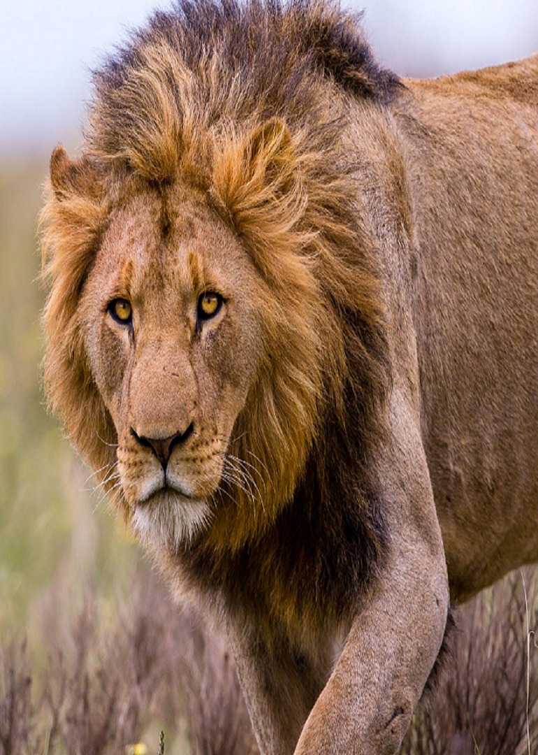 雄狮对战狮群场面太惨烈