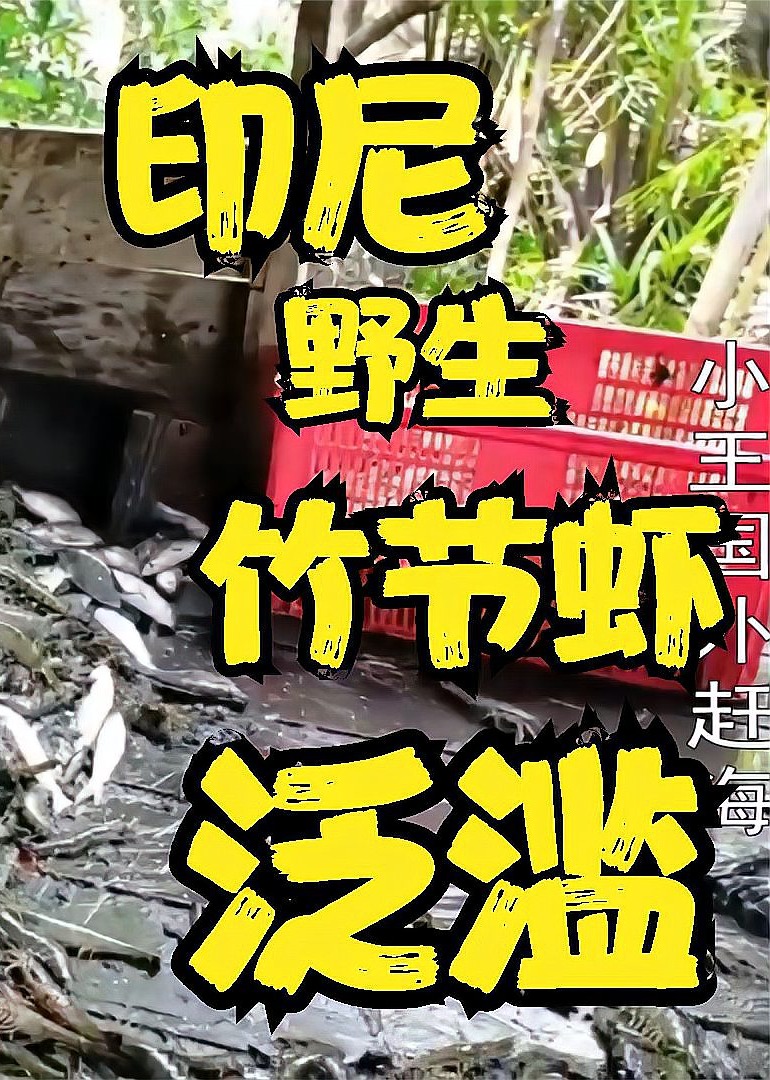 国外赶海印尼抓青蟹捕捞野生竹节虾当地人都不吃