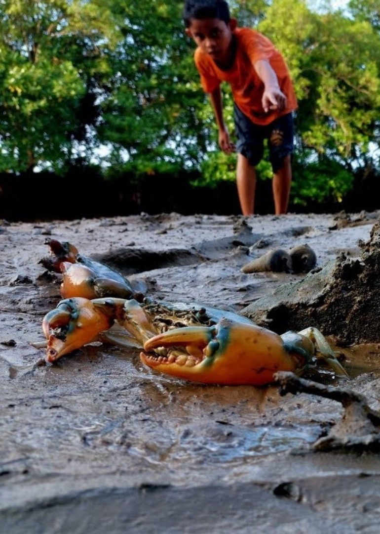 国外赶海抓青蟹捉个头超过三斤大的蟹王出海捕捞鱼群帝王蟹