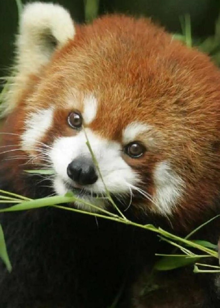 你见过这么可爱的小熊猫吗连逃命的动作都萌化了