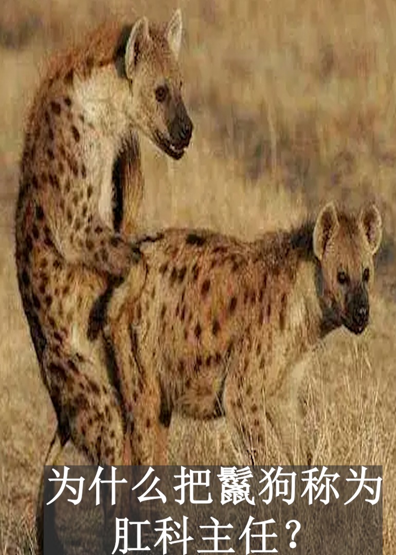 为什么把鬣狗称为肛科主任”