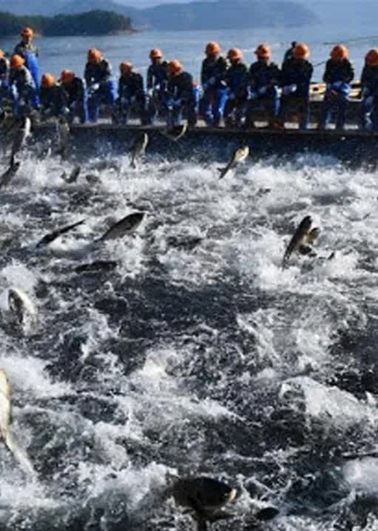 国外赶海捕捞金枪鱼群东南亚泥滩里抓青蟹王抓竹节虾基围虾对虾