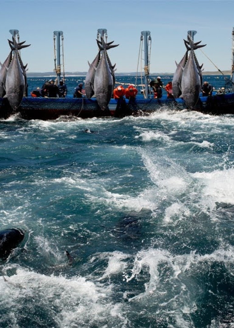 国外捕鱼泥滩树林抓螃蟹钓虾抓龙虾