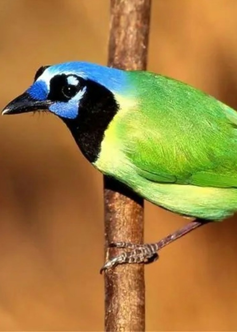 大毛二毛的幸福快乐生活