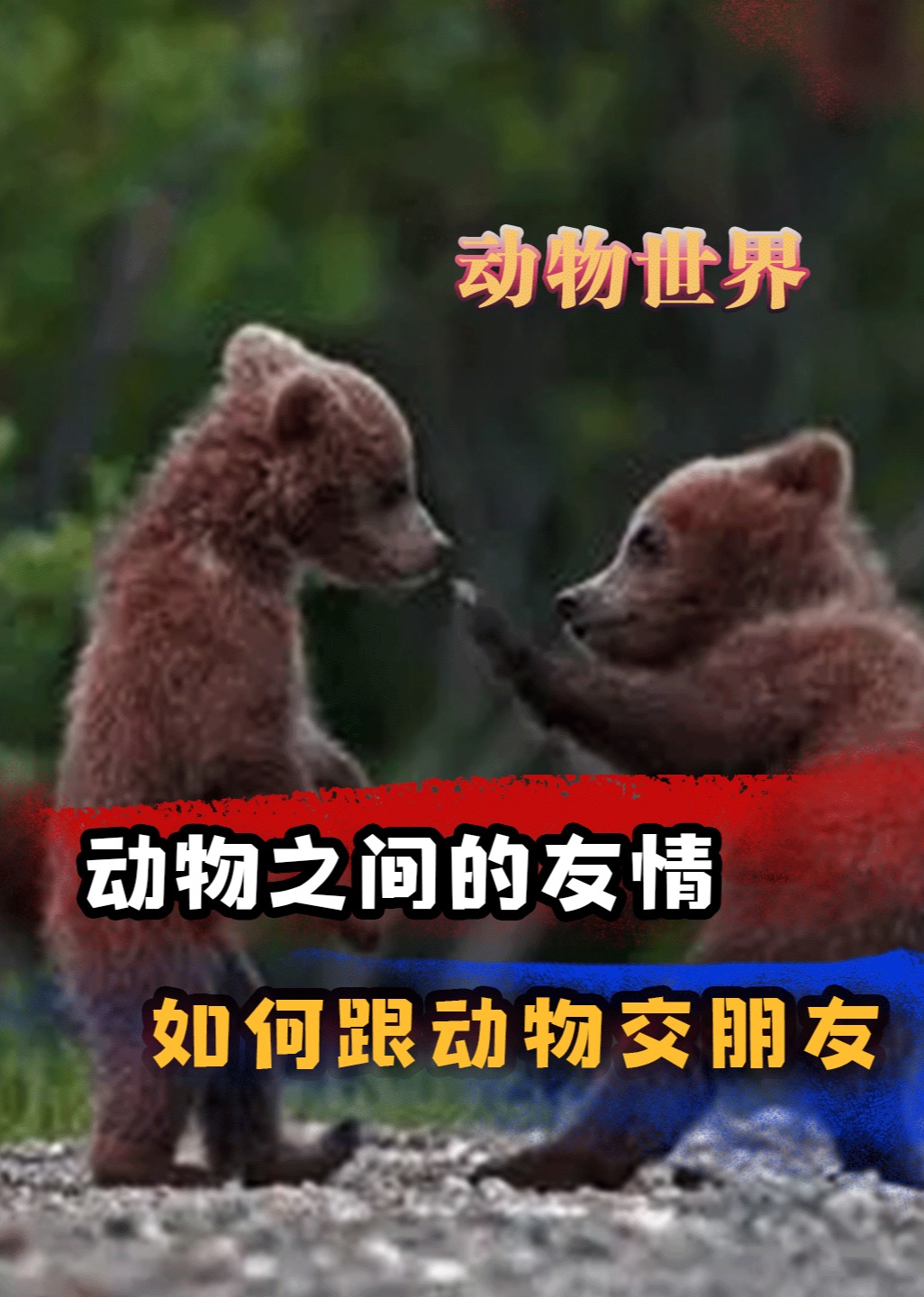 动物眼中的友情是什么样的如何跟动物交朋友