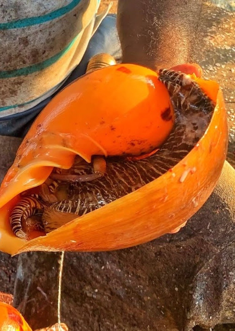 国外赶海抓海螺泥滩掏青蟹深海捕鱼