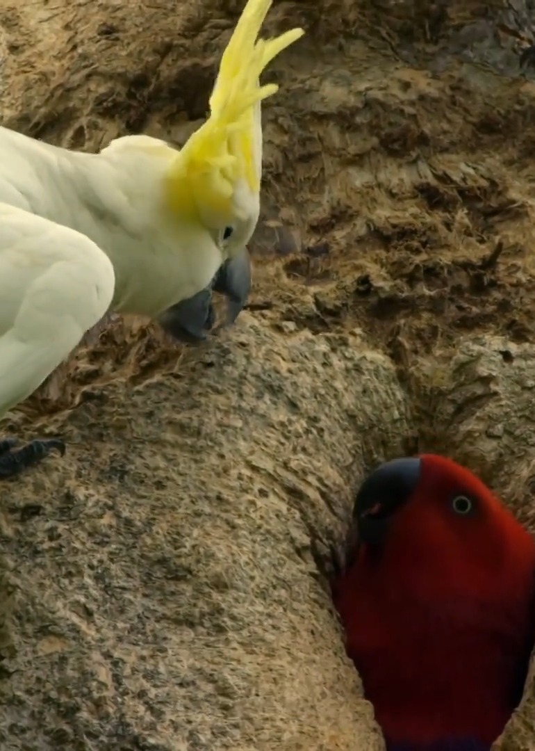 动物大世界不一样的视角体验