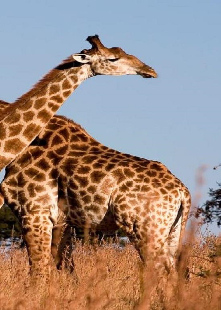 两只长颈鹿斗殴脖子像长鞭一样互相鞭打一旁的狮群都看懵了