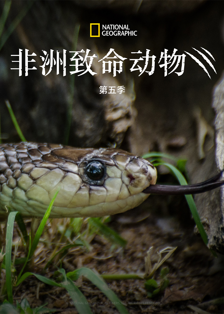 非洲致命动物第五季