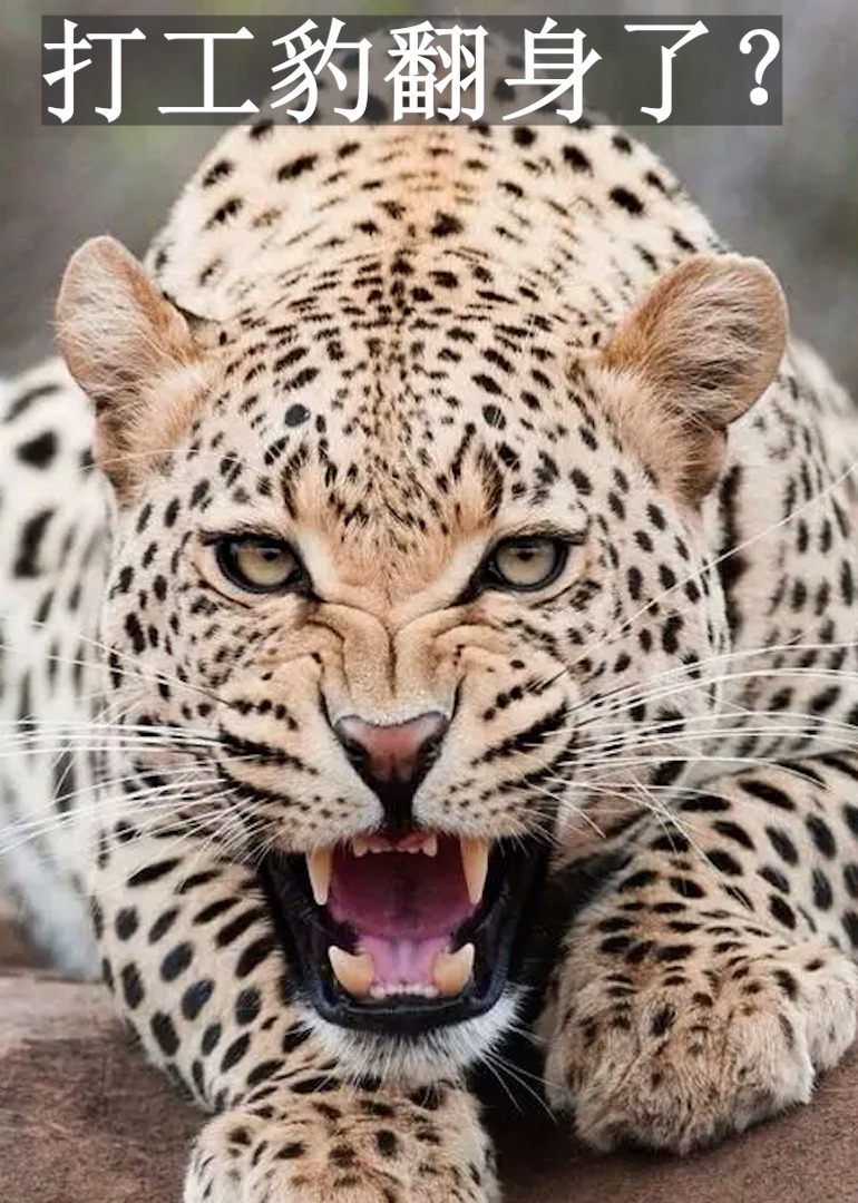 豹子捕食成功率很低吗为什么叫打工豹打工豹翻身了
