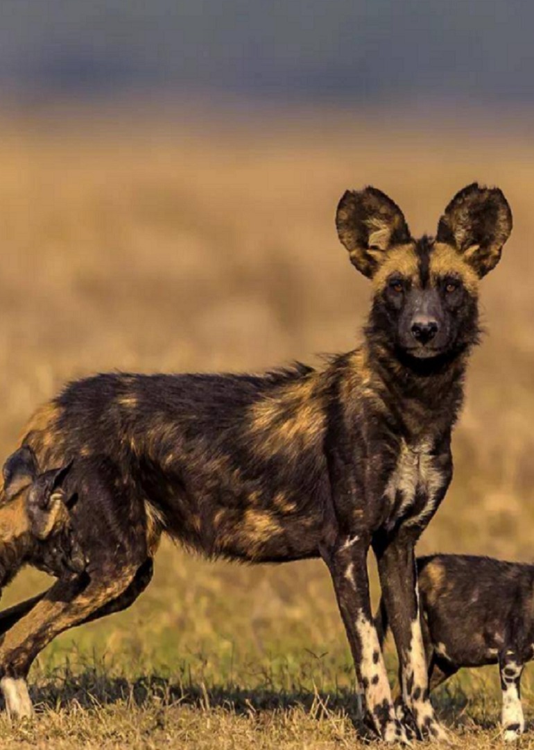 非洲草原上最令人闻风丧胆的捕猎能手比狮子都要强的非洲野狗到底有多厉害