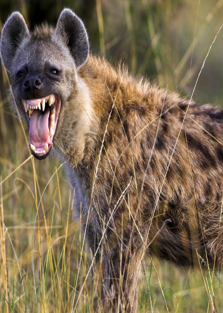 鬣狗是世界上十大猛兽排名之一那么它到底有多厉害
