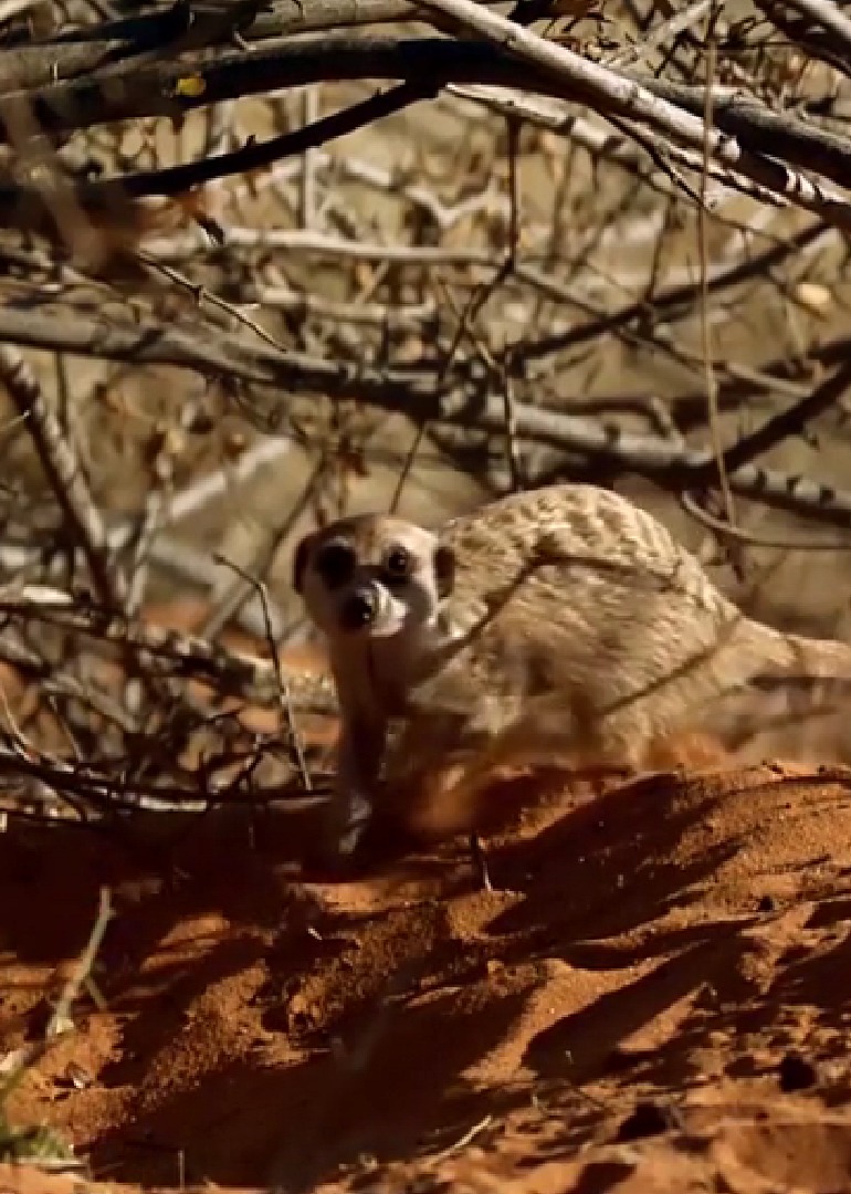 非洲沙漠荒芜之地在这里生存全靠实力