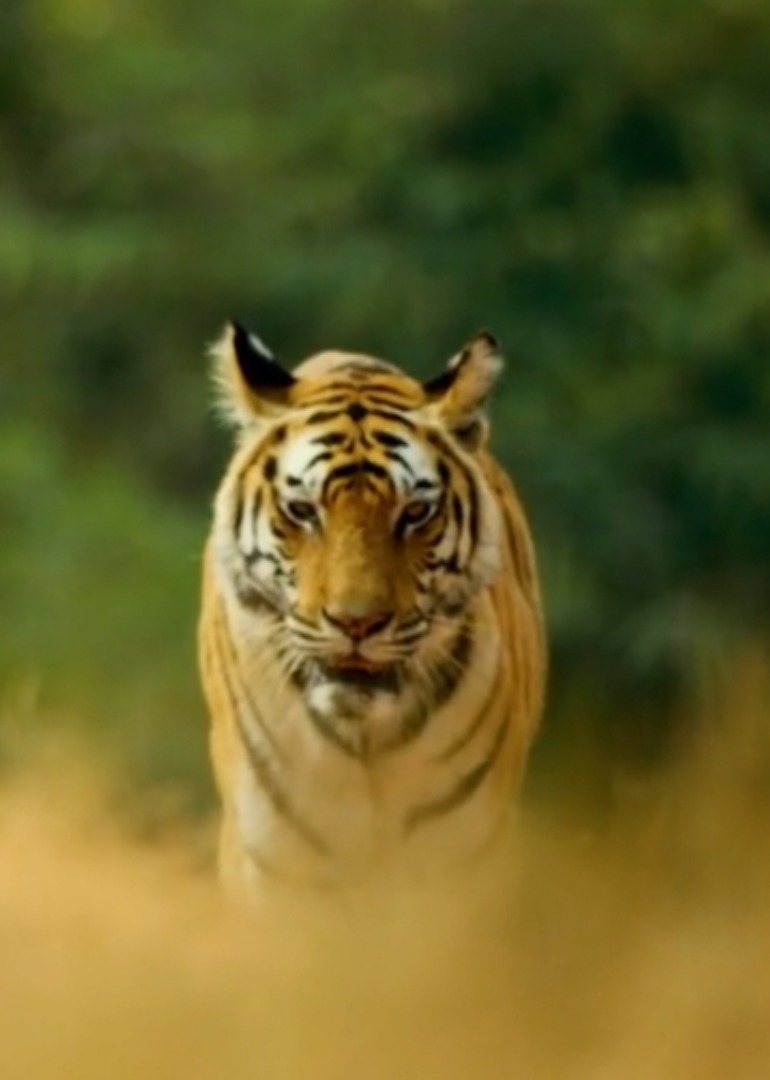 动物世界的规律