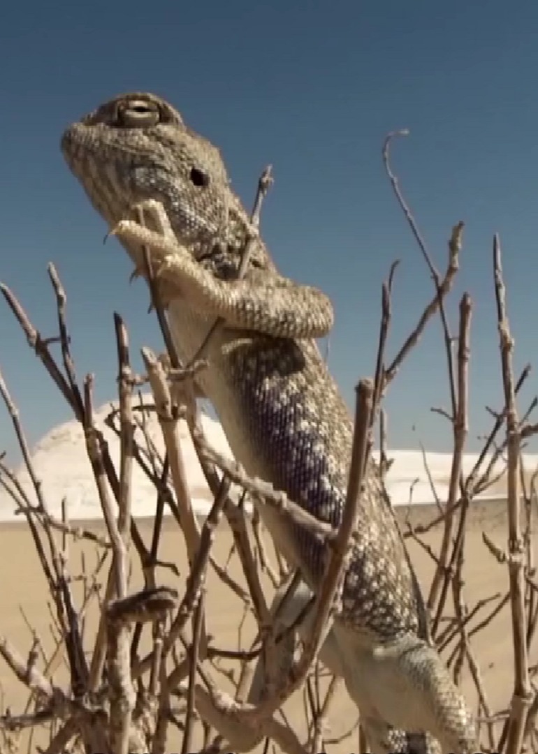 非洲沙漠冰火两重天却没有动物愿意离开这里