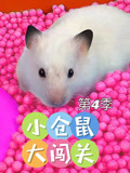 小仓鼠大闯关第四季
