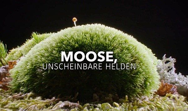 奇妙的苔藓世界