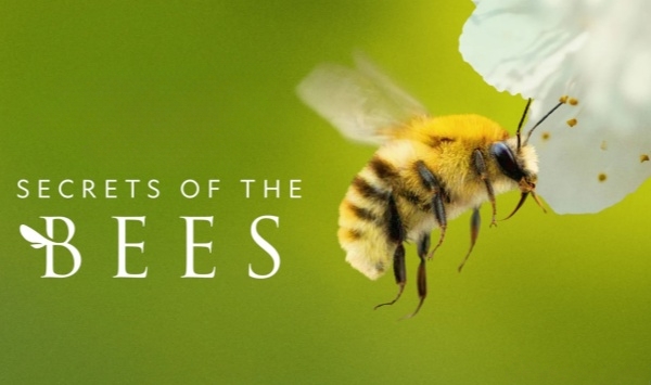蜜蜂的秘密