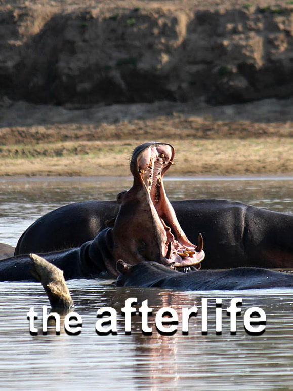 来世河马大自然的盛宴