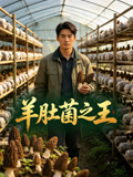 羊肚菌之王