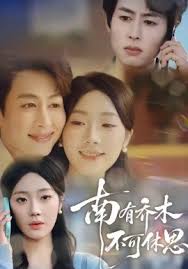 南有乔木不可休思